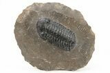 Detailed Austerops Trilobite - Ofaten, Morocco #216574-5